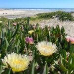 Oceanside Beach