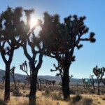 Joshua Tree National Park