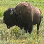 Bison At Yellowstone National Park