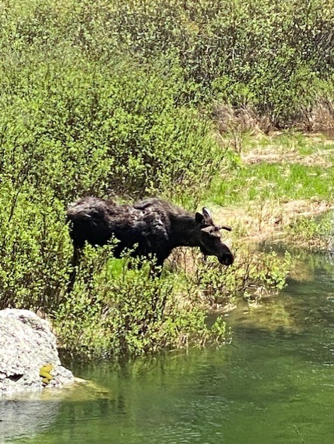 moose on trail