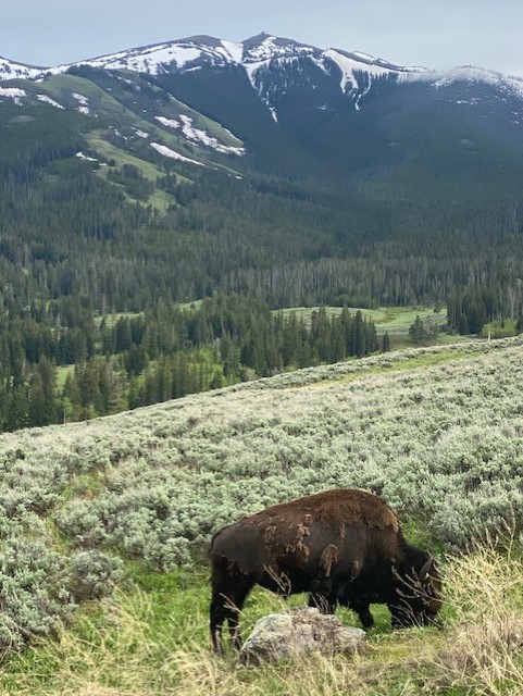 Yellowstone bison